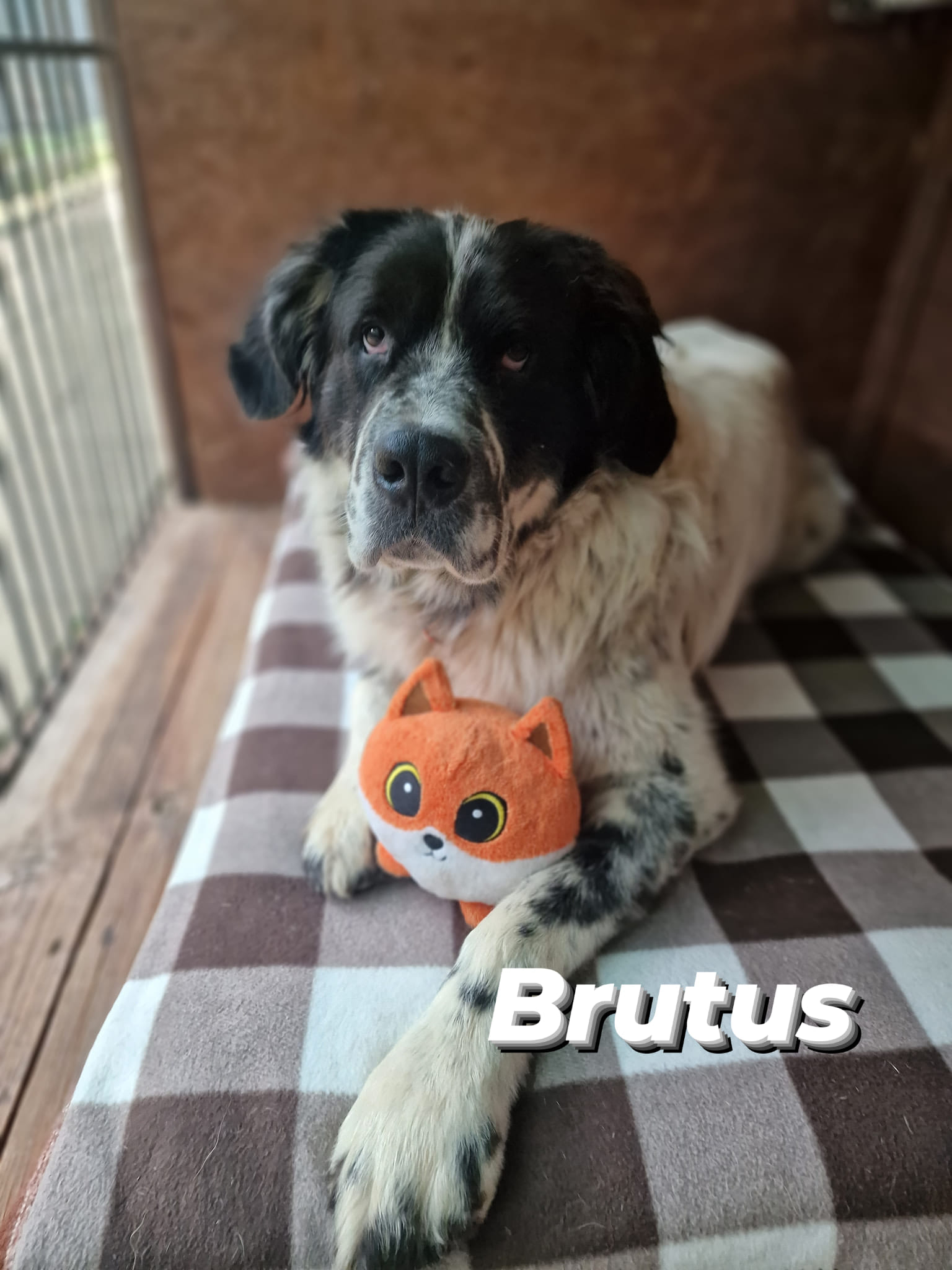 Brutus do adopcji!